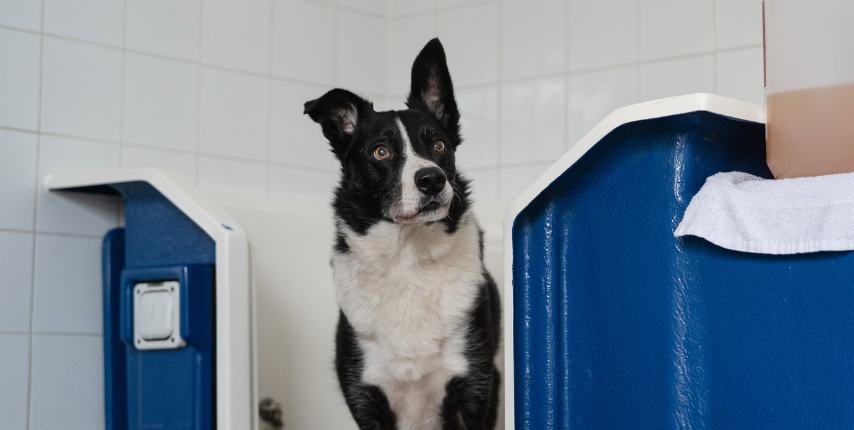 Dog Grooming Services Whitby - Dog Showers Mobile - Heart Dog
