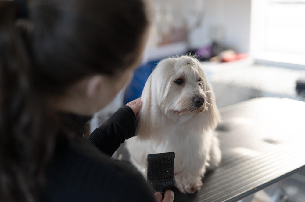Gallery - Brushed Dog Hair - Heart Dog