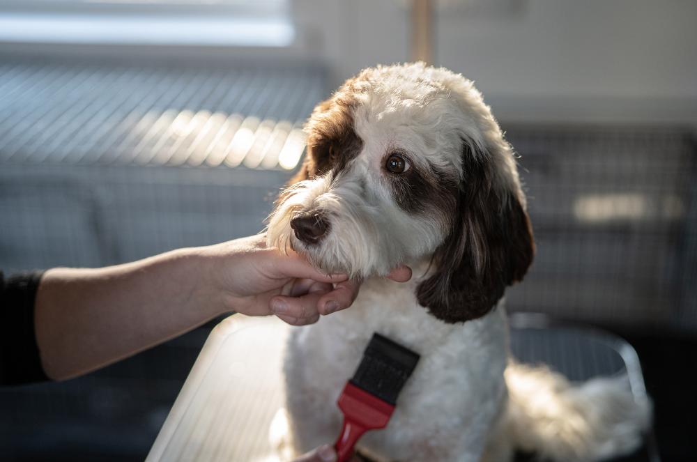 Gallery - Brushed Dog - Heart Dog