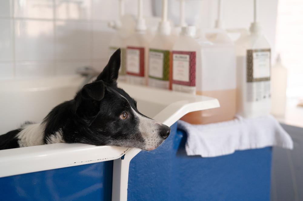 Gallery - Dog Bath Area - Heart Dog