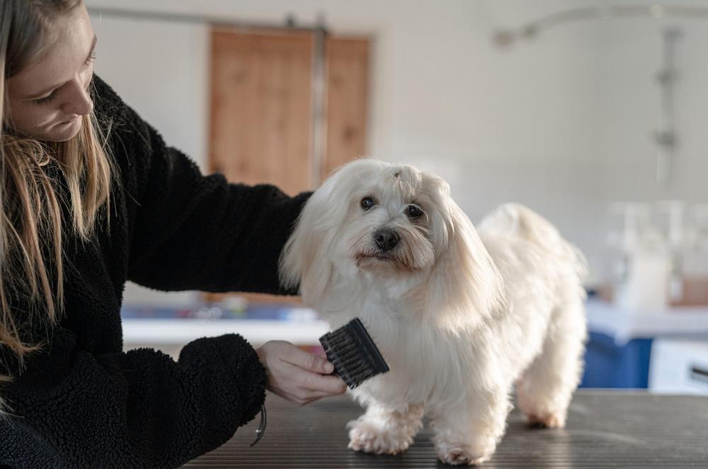 Gallery - Dog Brush - Heart Dog