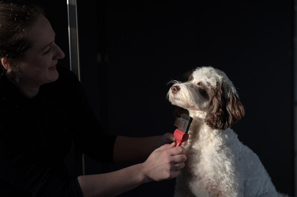 Gallery - Dog Brushing - Heart Dog