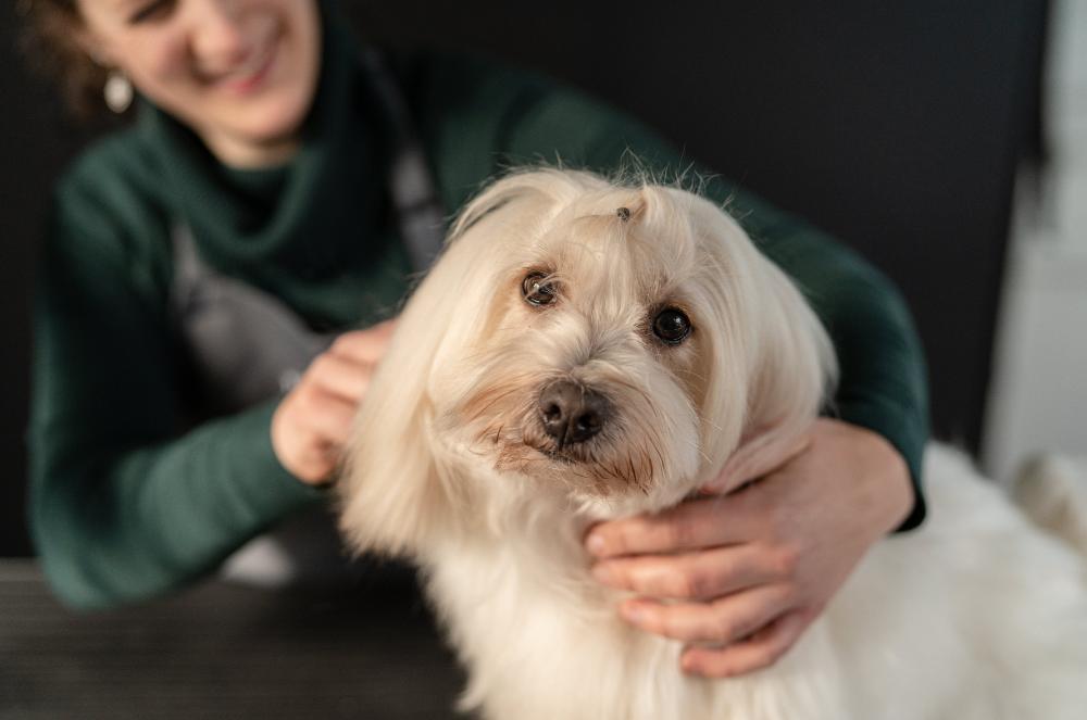 Gallery - Dog Care - Heart Dog