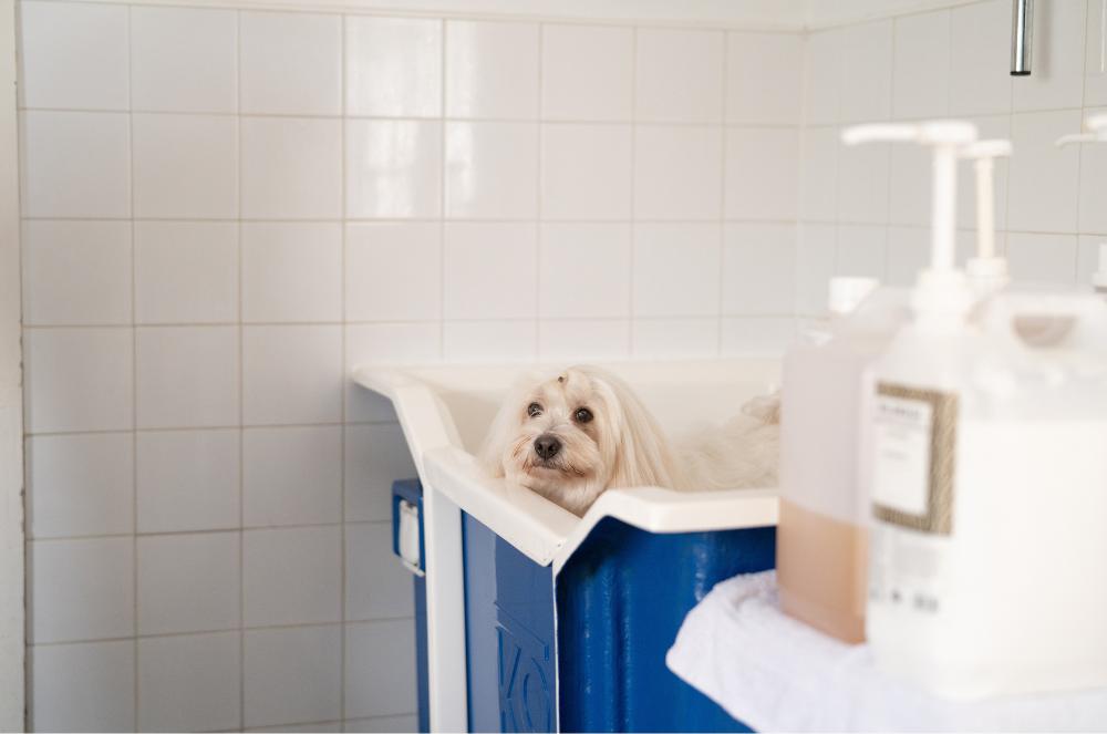 Gallery - Dog Cleaning Area - Heart Dog