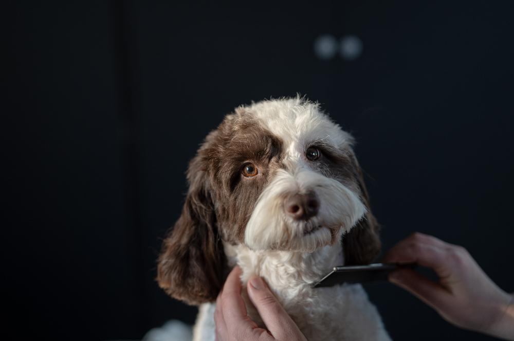 Gallery - Dog Closeup - Heart Dog