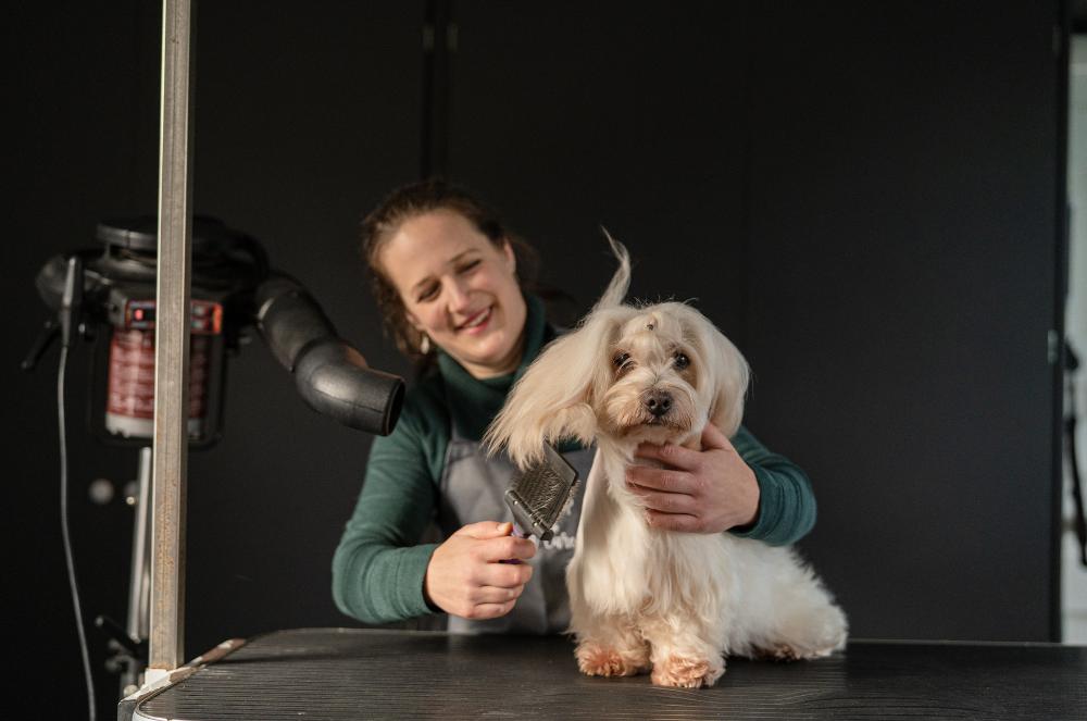 Gallery - Dog Hair Grooming - Heart Dog