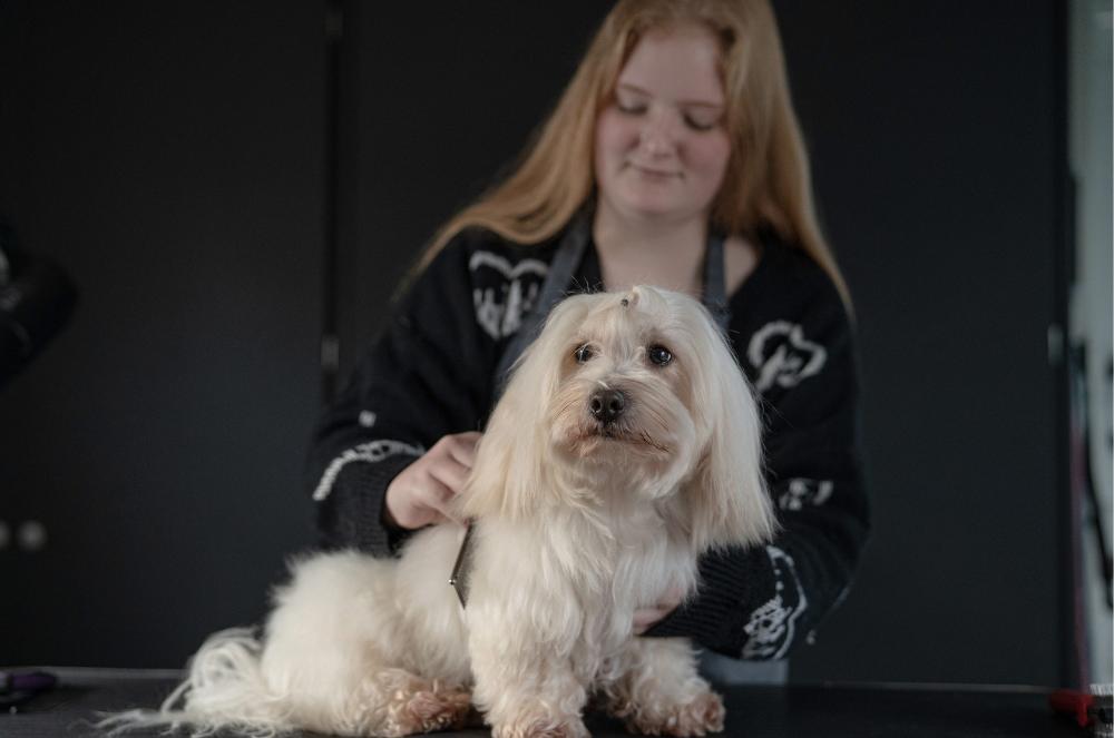 Gallery - Dog Haircare - Heart Dog