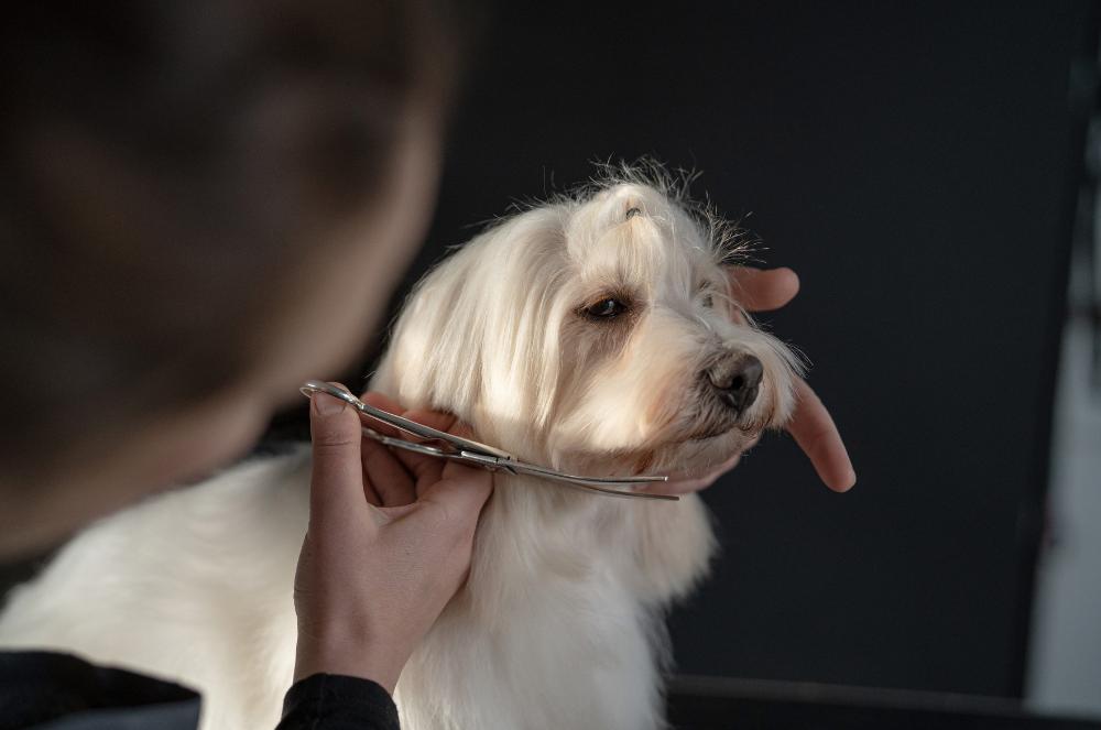 Gallery - Dog Haircuts - Heart Dog