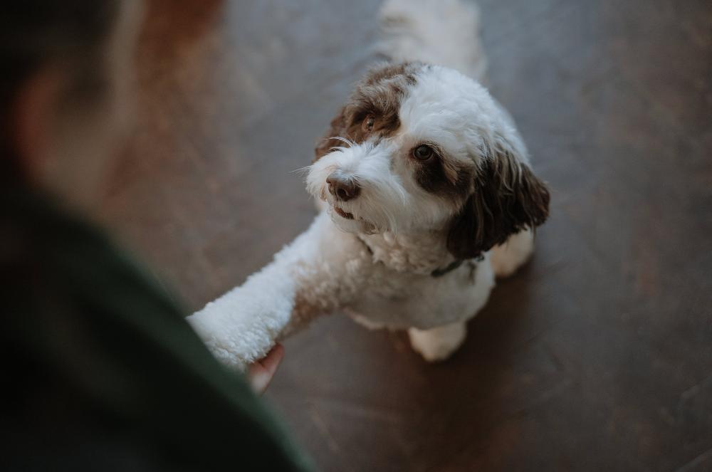 Gallery - Dog Paw - Heart Dog