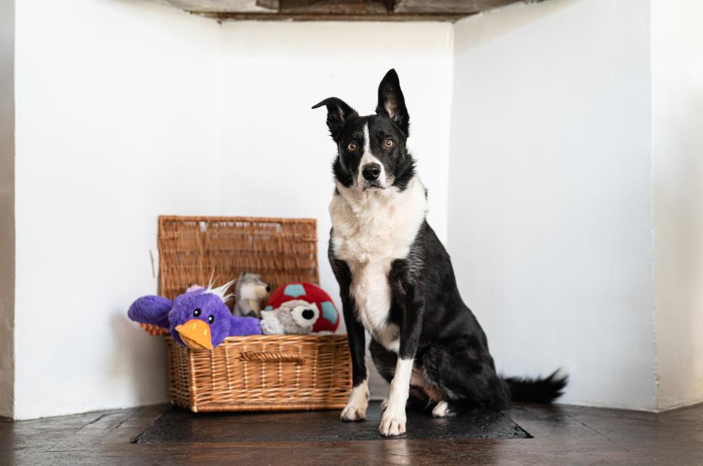 Gallery - Dog Toy Basket - Heart Dog