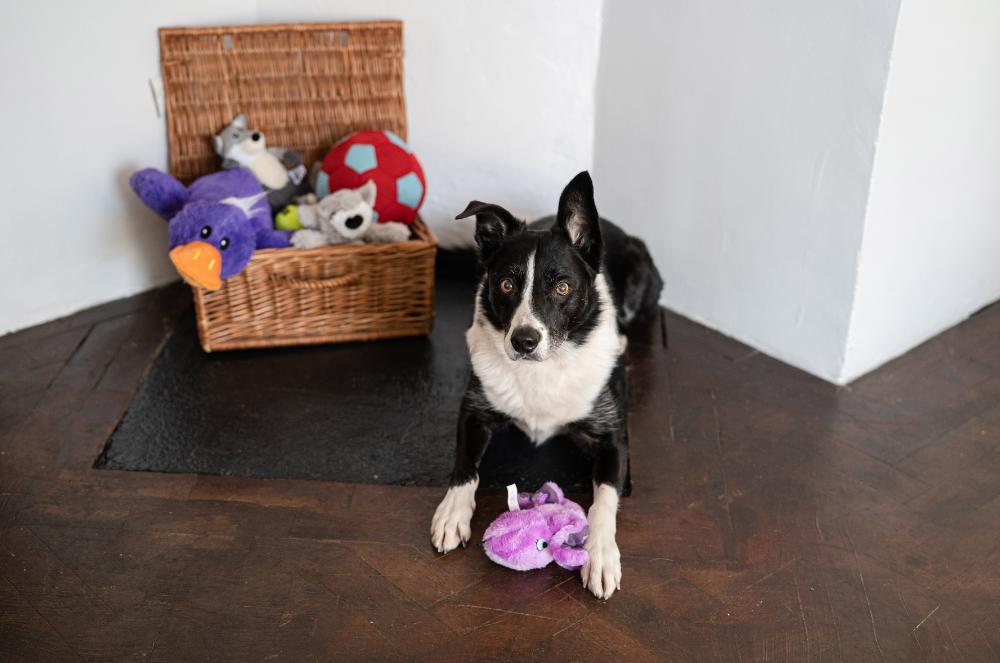 Gallery - Dog Toys - Heart Dog