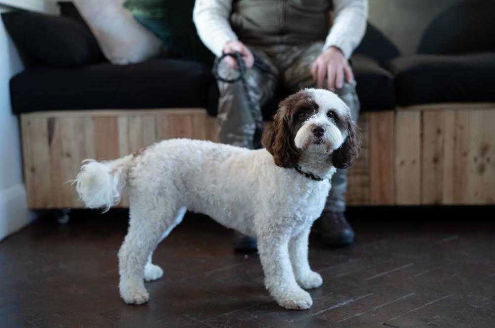 Gallery - Happy Dog Owner - Heart Dog