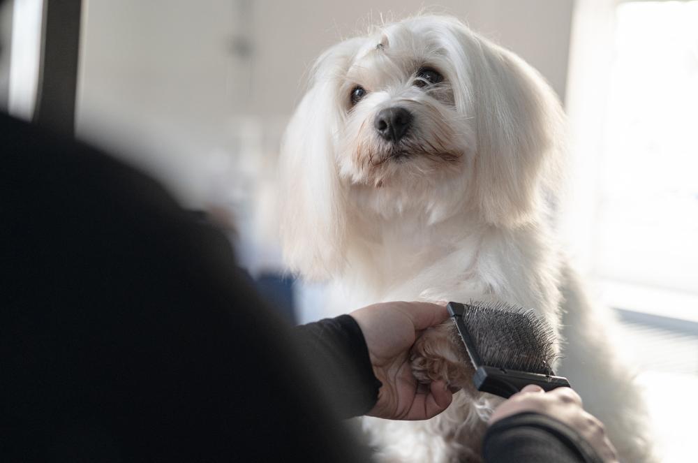 Gallery - Smooth Dog Hair - Heart Dog