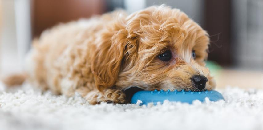 Puppy Academy Whitby - Puppy with Toy Mobile - Heart Dog
