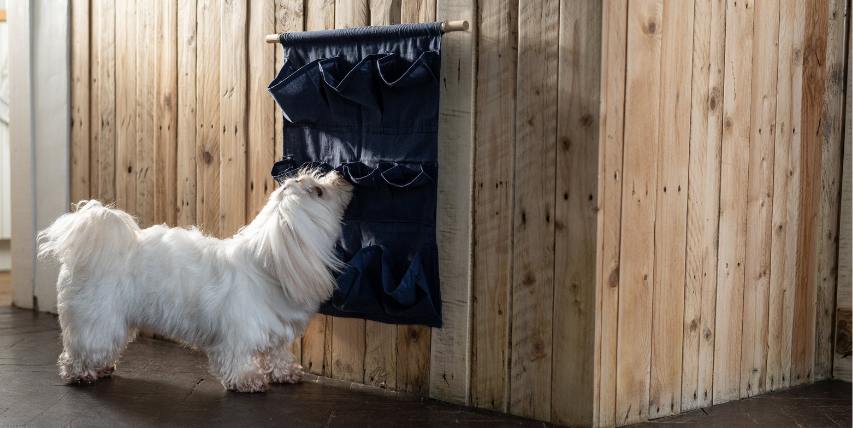 About Us - Dog Groomed Mobile - Heart Dog