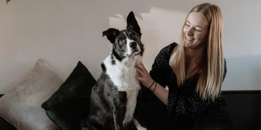 Dog Grooming Services Whitby - How We Work HD Mobile - Heart Dog