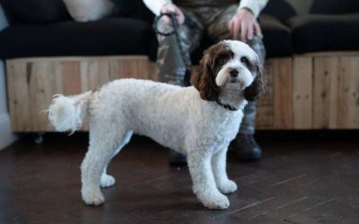 Fear Free Grooming – What is it?