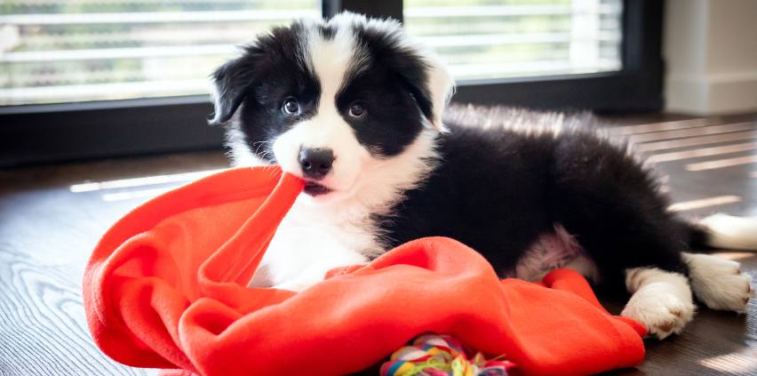 Puppy Academy Whitby - Puppy with Blanket Mobile - Heart Dog